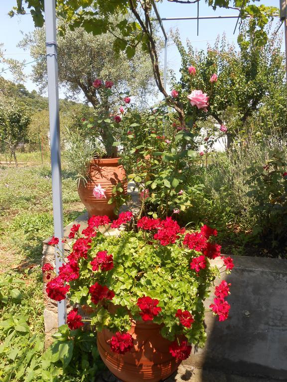 Dafnes Hotel Skopelos Buitenkant foto